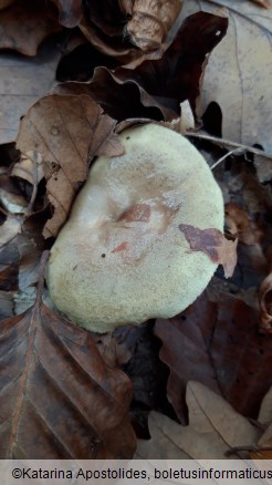 Lactarius blennius