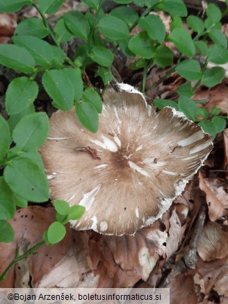 Megacollybia platyphylla