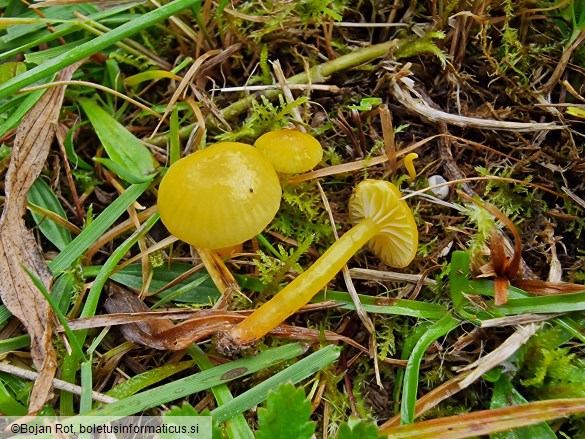 Hygrocybe insipida