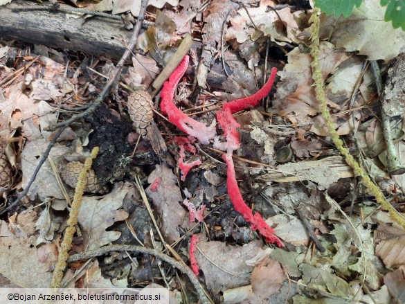 Clathrus archeri