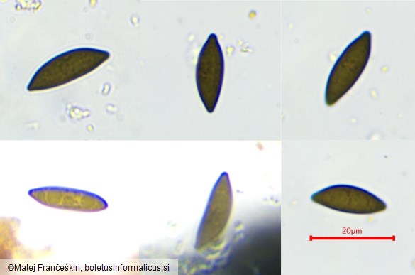 Xylaria polymorpha