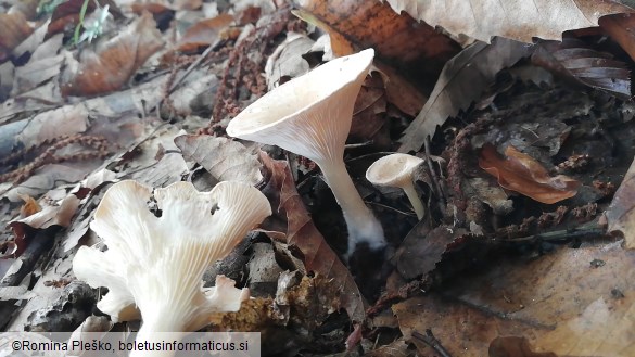 Clitocybe gibba