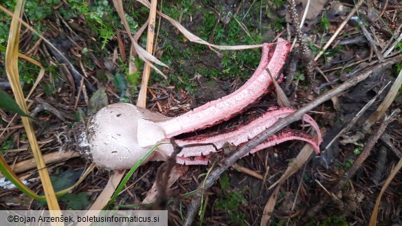 Clathrus archeri