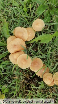 Marasmius oreades