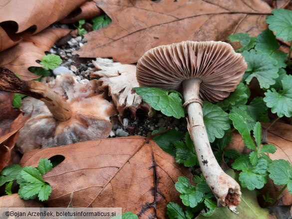 Leucoagaricus leucothites