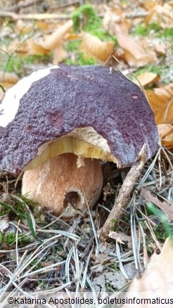 Boletus pinophilus