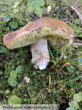 Boletus edulis