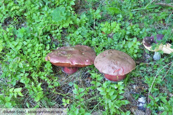 Rubroboletus rubrosanguineus