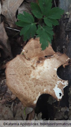 Polyporus tuberaster