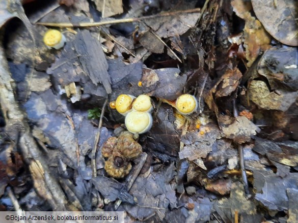 Crucibulum laeve