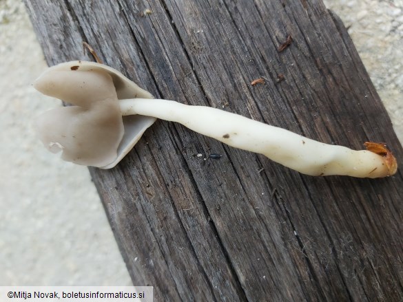 Helvella elastica