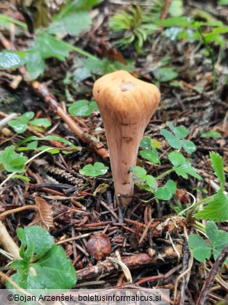 Clavariadelphus truncatus