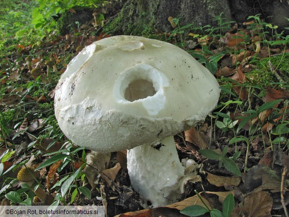 Amanita strobiliformis