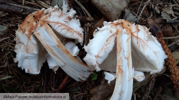 Chlorophyllum olivieri