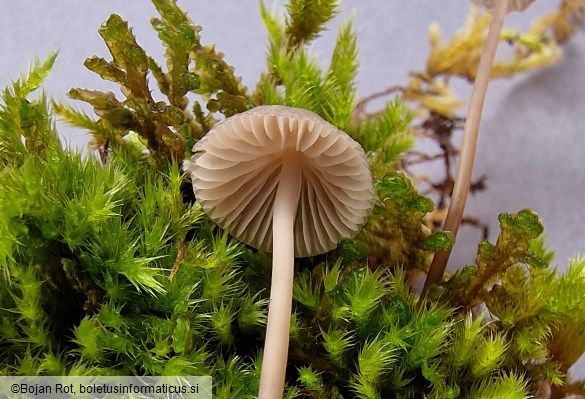 Mycena erubescens