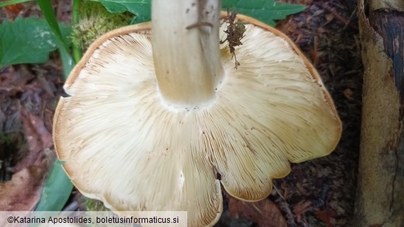 Calocybe gambosa