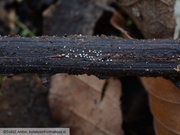 Urceolella crispula