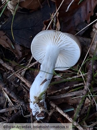 Hygrophorus agathosmus
