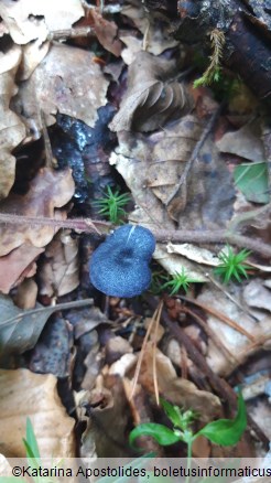 Entoloma corvinum