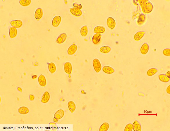 Tubaria hiemalis