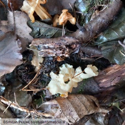 Helvella crispa