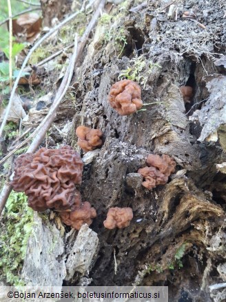 Gyromitra esculenta