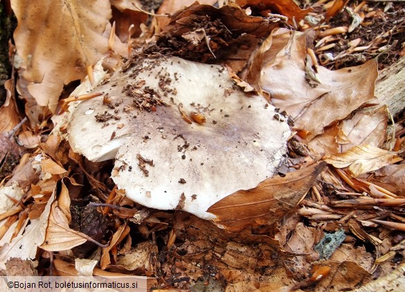 Russula densifolia