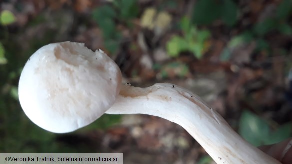 Tricholoma lascivum