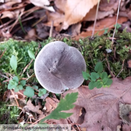 Tricholoma terreum