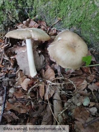 Megacollybia platyphylla