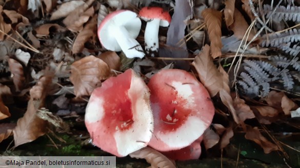 Russula paludosa