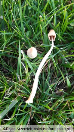 Conocybe apala