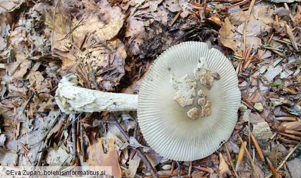 Amanita griseofulva