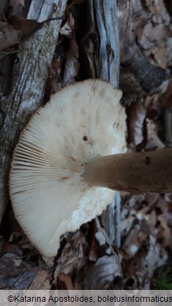 Russula foetens