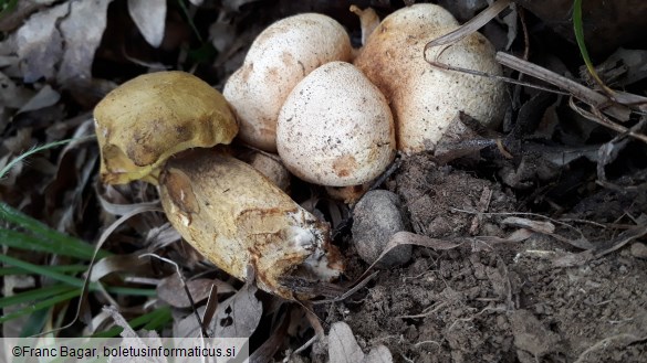 Pseudoboletus parasiticus