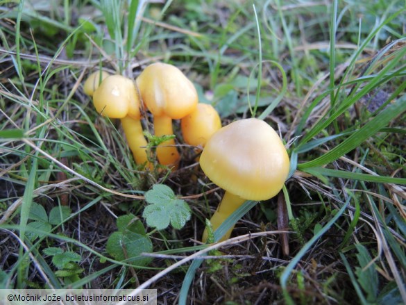 Hygrocybe quieta