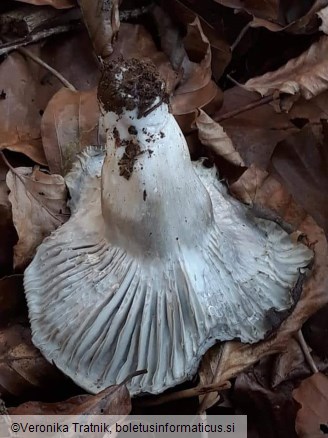 Hygrophorus marzuolus