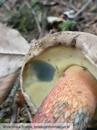 Boletus calopus