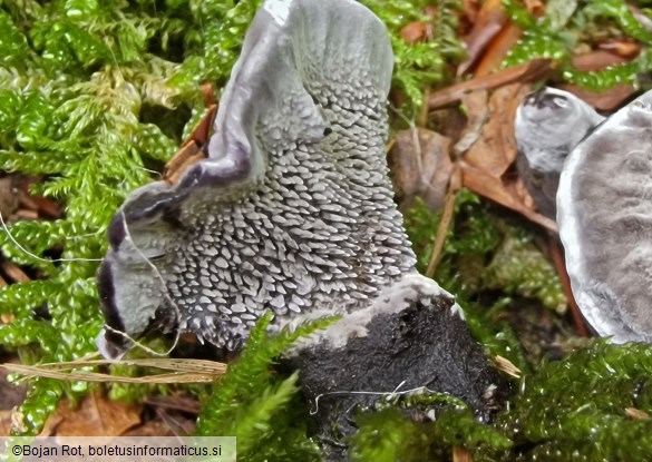 Phellodon niger