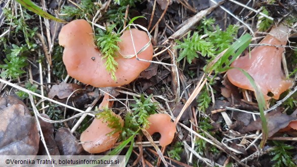 Guepinia helvelloides