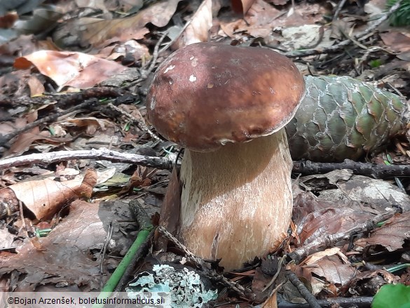 Boletus edulis