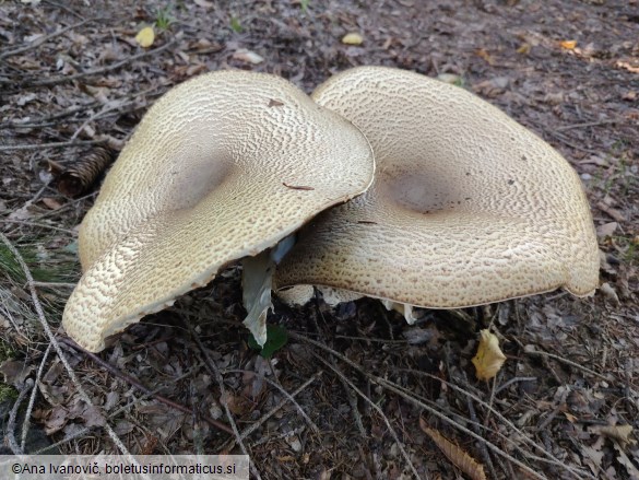 Agaricus augustus