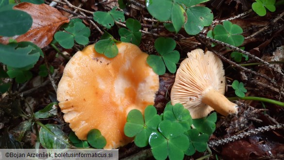 Lactarius porninsis