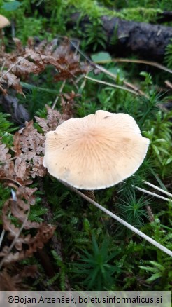 Cystoderma amianthinum