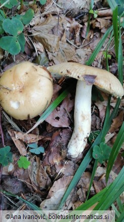 Russula grata