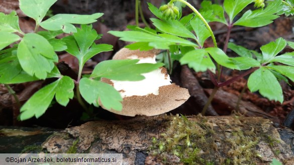 Polyporus ciliatus