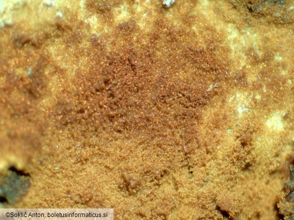 Botryobasidium simile