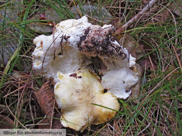 Albatrellus citrinus