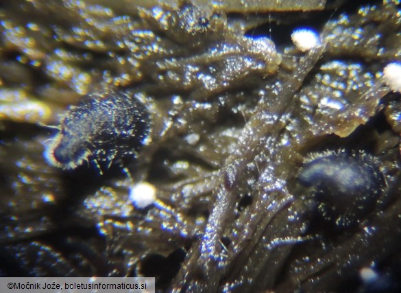 Podospora alexandri