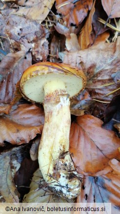 Suillus grevillei